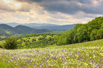 Traditional Romanian Mountain Landscapes in Summer – Colorful Wildflowers and Fresh Green...