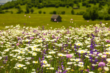 Traditional Romanian Mountain Landscapes in Summer – Colorful Wildflowers and Fresh Green...