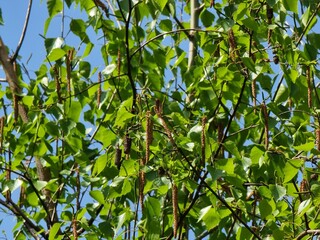 Fototapeta premium birch branch with green leaves 