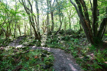 Obraz premium fine path in the spring sunlight 