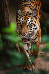 Sumatran tiger (Panthera tigris sumatrae) beautiful animal and his portrait