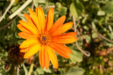 intensiv leuchtend orange geöffnete Ringelblume