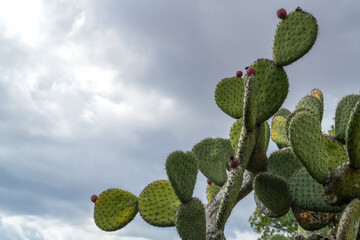 Grosser Feigenkaktus in der Diagonale gegen den Himmel gerichtet