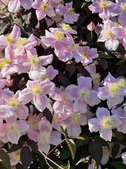 Vertical full frame image of pink clematis