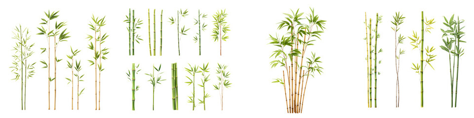 Obraz premium Bamboo Stalks and Leaves - Asian Style Plant Elements