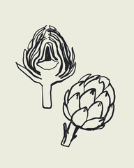 Hand drawn doodle sketch vector of whole and half of artichoke, italian vegetable in dolce vita mediterranean style