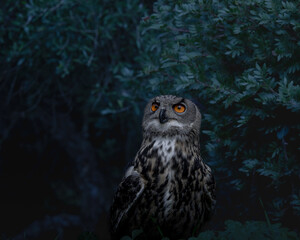 Eurasian eagle-owl wild portrait
