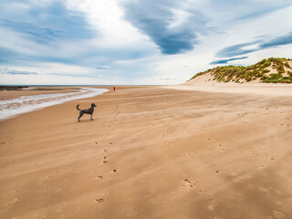Dog and one person on beach, Northumberland Coast