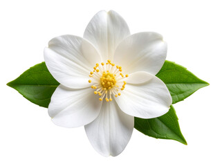 Obraz premium “Top View of Single Jasmine Bloom with Soft Shadows, transparent PNG”