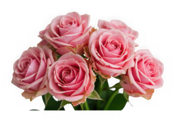 A beautiful bouquet of delicate pink roses isolated on transparent background