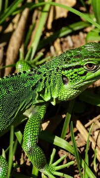 Emerald lizard exploring lush green habitat