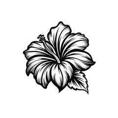 Elegant hibiscus flower in smooth vector line art, black ink style on white canvas in Adobe Illustrator Artwork