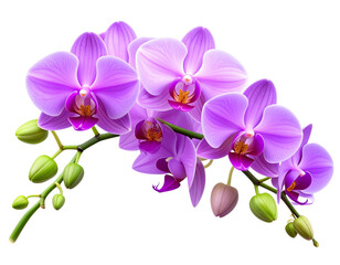 Close-up View of a Single White Orchid with Yellow Center, transparent PNG&rdquo; And transparent the background.