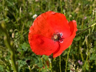 Red poppy flower growing in a green field