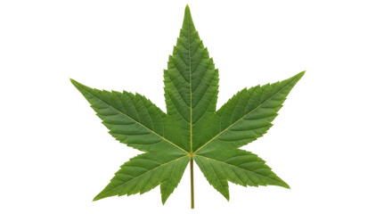 Isolated Green Maple Leaf