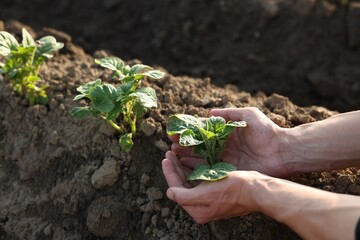 Man planting potato seedling in soil outdoors, closeup