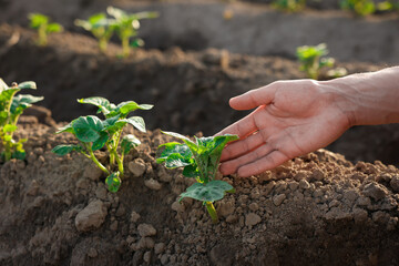 Man touching potato seedling in soil outdoors, closeup