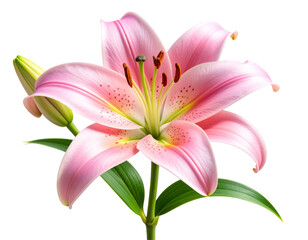 “Single Pink Lily Blossom with Curved Stem, isolated on transparent background”