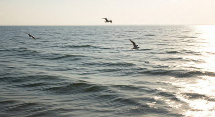 Fototapeta premium Three graceful gulls soar over a calm ocean under a clear summer sky