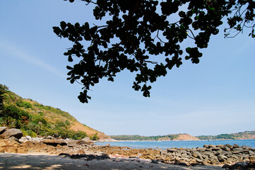 Scenic View of Coastal Landscape with Rocky Shoreline and Overhanging Tree