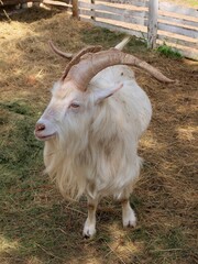 Kozioł © Pawe