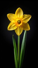 Fototapeta premium Spring Floral Daffodil on Black Background
