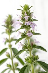 flower of a satureja hortensis plant isolated