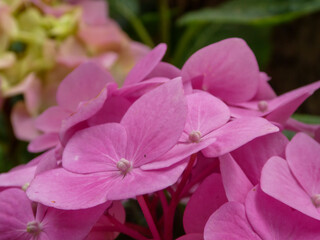 Obraz premium Vibrant pink Hydrangea blossoms in a summer garden