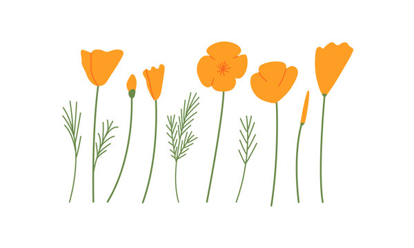 Set of california poppy flowers, buds and leaves on isolated background. Orange blossom botanical vector flat illustration. Eschscholzia floral clipart for garden and spring designs.