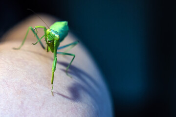 The nymph of the tree mantis (Hierodula tenuidentata) after the fifth molt stands in a belligerent pose on a human arm, close-up, front view.