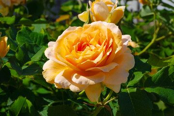 オレンジの薔薇