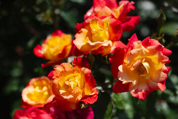 赤色と黄色がキレイな薔薇の花