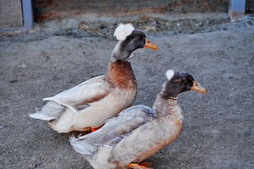 Obraz premium Two unique ducks with white crests perched on the ground, displaying their remarkable plumage. This image showcases the beauty of waterfowl amidst a natural outdoor setting.