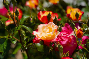 赤色と黄色がキレイな薔薇の花