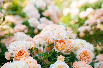 咲き乱れるオレンジと白の薔薇
