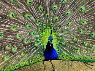 peacock with feathers