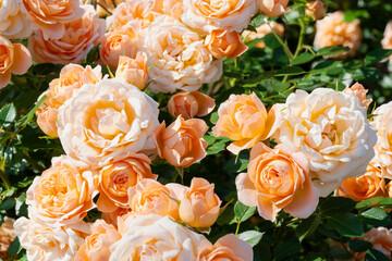 咲き乱れるオレンジと白の薔薇

