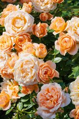 咲き乱れるオレンジと白の薔薇
