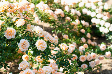 咲き乱れるオレンジと白の薔薇
