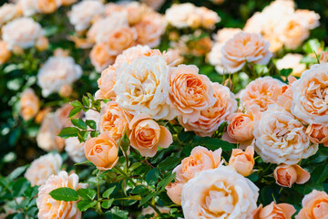 咲き乱れるオレンジと白の薔薇
