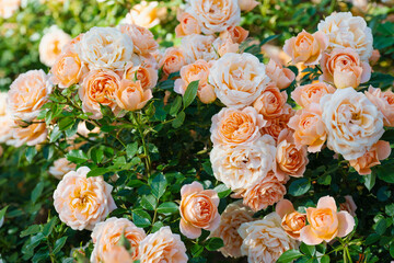 咲き乱れるオレンジと白の薔薇
