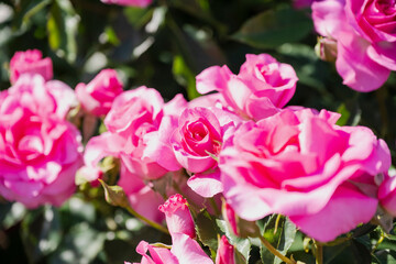 ピンクの薔薇