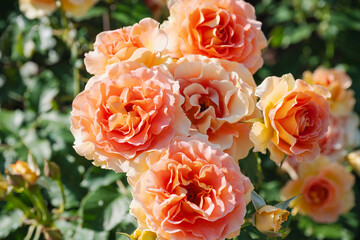 オレンジの薔薇