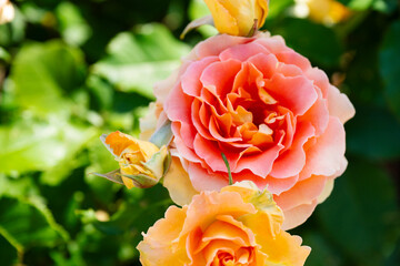 オレンジの薔薇