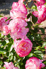 花びらの縁がピンクの白い薔薇