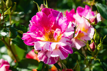 花びらの縁がピンクの白い薔薇