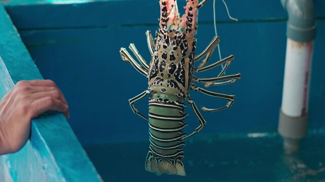 A man lifts a large pearl lobster from an aquaculture in Indonesia. A man holds a live pearl lobster.