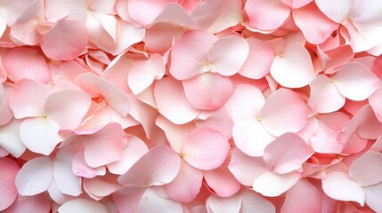 Obraz premium Delicate Petals of Soft Pink and White Flowers Creating a Beautiful Floral Background Design for Various Uses
