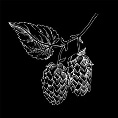 Hand drawn hop branch vector