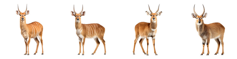 Obraz premium Collection of Male Nyala Antelopes, Isolated on White Background
